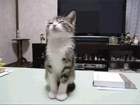 Cat 1