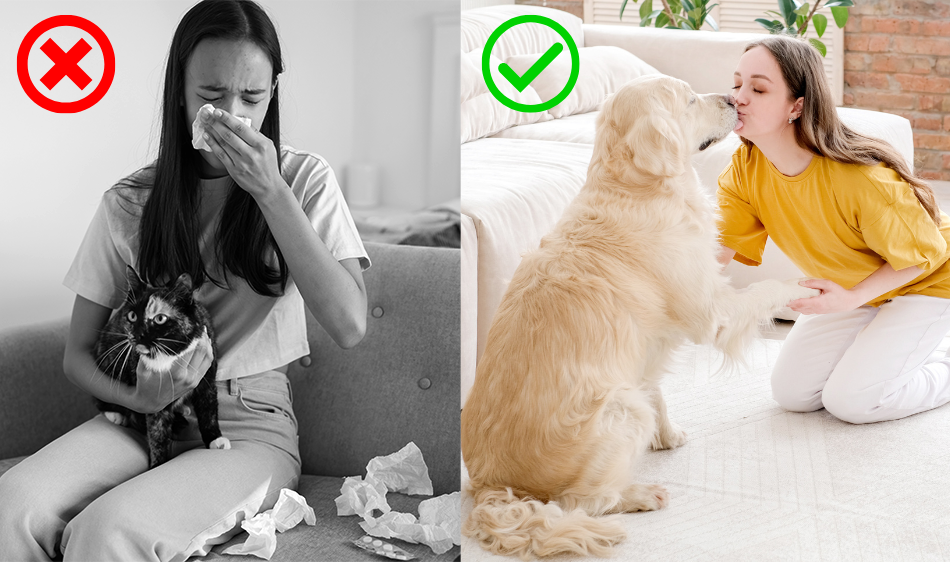 Furzaper allergy